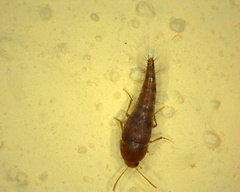 Sepedophilus nigripennis