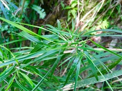 Trisetum virletii