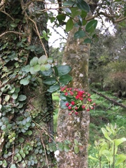 Metrosideros carminea