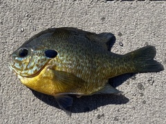 Lepomis gibbosus × macrochirus
