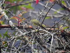 Phyllomyias griseocapilla