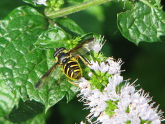 Sericomyia