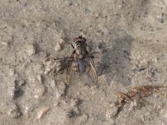 Limnophora maculosa