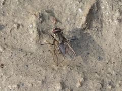 Limnophora maculosa