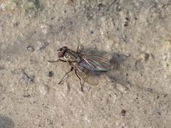 Limnophora maculosa