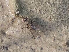 Limnophora maculosa