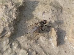 Limnophora maculosa