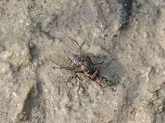 Limnophora maculosa