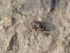Limnophora maculosa