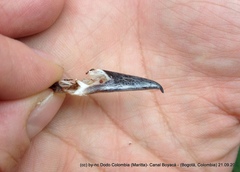 Myiodynastes luteiventris