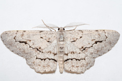 Stenoporpia pulmonaria