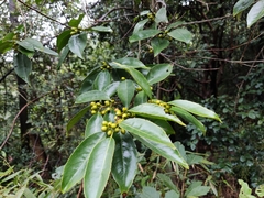 Ilex chinensis