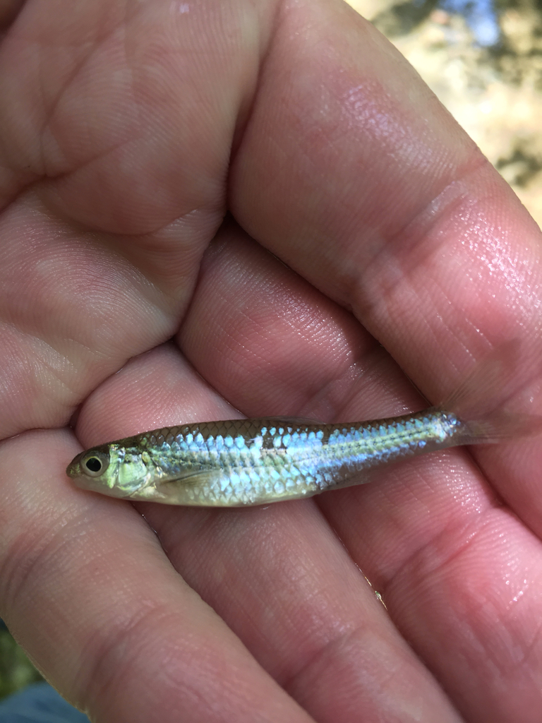 Sand Shiner (Wildlife of John Martin Reservoir State Park) · iNaturalist