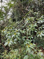 Ilex chinensis
