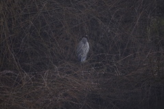 Nycticorax nycticorax obscurus