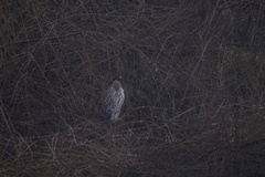 Nycticorax nycticorax obscurus