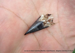 Myiodynastes luteiventris