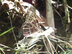 Morpho helenor corydon