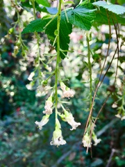 Ribes ciliatum