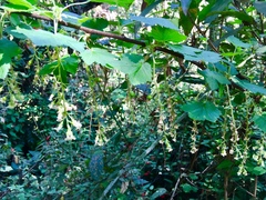 Ribes ciliatum