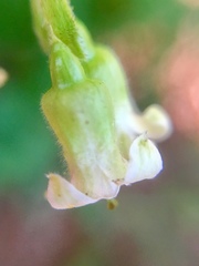 Ribes ciliatum