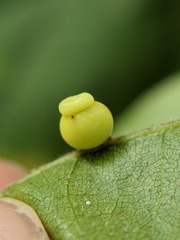 Kokkocynips rileyi
