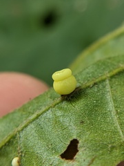 Kokkocynips rileyi