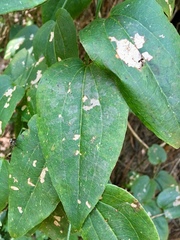 Smilax moranensis