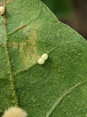 Zopheroteras hubbardi