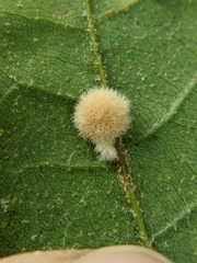 Callirhytis lanata