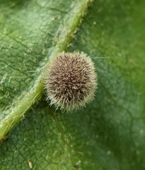 Cynipini