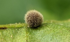 Cynipini