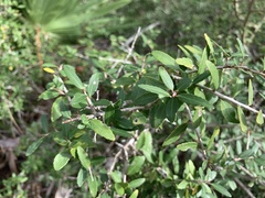 Ilex vomitoria image