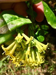 Cestrum anagyris