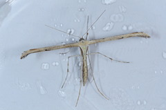 Pterophoroidea