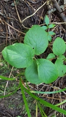 Lonicera hirsuta