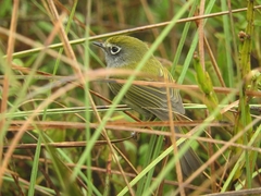 Pogonotriccus difficilis