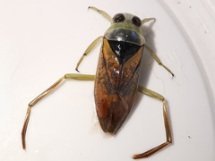 Notonecta maculata