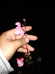 Begonia tapatia