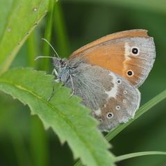 Coenonympha tullia