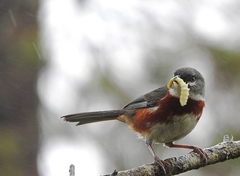Castanozoster thoracicus