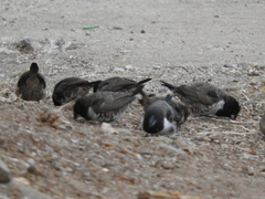 Spermestes cucullata