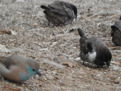 Spermestes cucullata