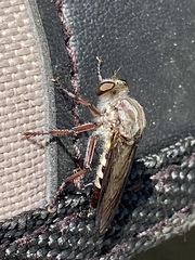 Heteropogon macerinus