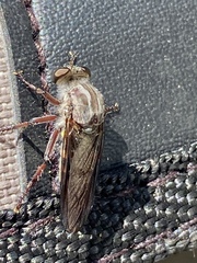 Heteropogon macerinus