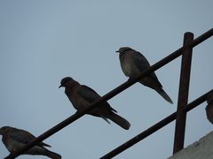 Streptopelia senegalensis