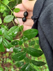 Styphnolobium