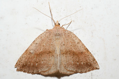 Thallophaga hyperborea