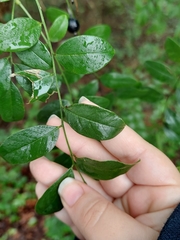 Styphnolobium