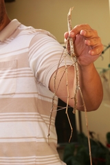 Cladomorphus phyllinus